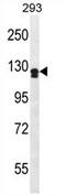 Netrin receptor UNC5D antibody, AP54461PU-N, Origene, Western Blot image 