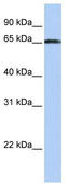 ZXD Family Zinc Finger C antibody, TA339665, Origene, Western Blot image 
