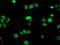 Homeobox C11 antibody, TA502570, Origene, Immunofluorescence image 