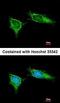 NADH dehydrogenase [ubiquinone] 1 beta subcomplex subunit 5, mitochondrial antibody, orb72152, Biorbyt, Immunofluorescence image 
