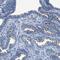 Cilia And Flagella Associated Protein 77 antibody, NBP1-93735, Novus Biologicals, Immunohistochemistry paraffin image 