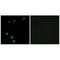Dor antibody, A07881, Boster Biological Technology, Immunohistochemistry paraffin image 