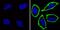 CD44 antibody, GTX15883, GeneTex, Immunofluorescence image 