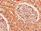 Zinc Finger Protein 230 antibody, A63836-100, Epigentek, Immunohistochemistry paraffin image 