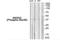 Annexin A2 antibody, AP55852PU-S, Origene, Western Blot image 