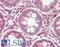 Ribosomal Protein S6 Kinase C1 antibody, LS-B9979, Lifespan Biosciences, Immunohistochemistry frozen image 