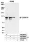 RRP6 antibody, A303-988A, Bethyl Labs, Immunoprecipitation image 