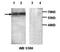 ATP Binding Cassette Subfamily E Member 1 antibody, orb76993, Biorbyt, Western Blot image 