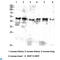 High affinity immunoglobulin gamma Fc receptor I antibody, LS-C813813, Lifespan Biosciences, Western Blot image 