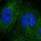 Docking Protein 4 antibody, HPA055849, Atlas Antibodies, Immunofluorescence image 