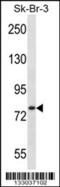Rho GTPase-activating protein 24 antibody, 57-297, ProSci, Western Blot image 