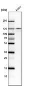 YTH Domain Containing 1 antibody, HPA036462, Atlas Antibodies, Western Blot image 