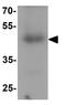 XK Related 8 antibody, GTX32139, GeneTex, Western Blot image 