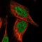 Zinc Finger Protein 577 antibody, HPA041499, Atlas Antibodies, Immunofluorescence image 