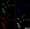 Homeobox protein Nkx-6.1 antibody, NBP1-49672, Novus Biologicals, Immunocytochemistry image 