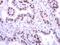H2A Histone Family Member X antibody, PA5-77995, Invitrogen Antibodies, Immunohistochemistry frozen image 