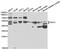 Purinergic Receptor P2Y2 antibody, MBS2523014, MyBioSource, Western Blot image 