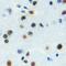 Zinc Finger Protein 785 antibody, abx133650, Abbexa, Western Blot image 