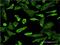 Cyclin Dependent Kinase 16 antibody, H00005127-M02, Novus Biologicals, Immunocytochemistry image 