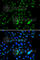 E74 Like ETS Transcription Factor 4 antibody, A7180, ABclonal Technology, Immunofluorescence image 