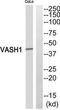 Vasohibin 1 antibody, TA315186, Origene, Western Blot image 