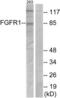 Fibroblast Growth Factor Receptor 1 antibody, LS-C118118, Lifespan Biosciences, Western Blot image 