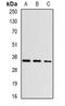 Aspartoacylase antibody, orb341261, Biorbyt, Western Blot image 