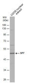 Sp7 Transcription Factor antibody, GTX129385, GeneTex, Western Blot image 