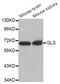Glutaminase antibody, abx002829, Abbexa, Western Blot image 