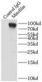 HMP antibody, FNab05199, FineTest, Immunoprecipitation image 