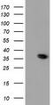PAP-III antibody, TA502058S, Origene, Western Blot image 