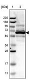 PWWP Domain Containing 3B antibody, PA5-54217, Invitrogen Antibodies, Western Blot image 