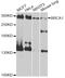 BRCA1 DNA Repair Associated antibody, abx125577, Abbexa, Western Blot image 