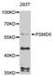 Proteasome 26S Subunit, Non-ATPase 5 antibody, STJ25190, St John