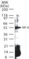 Influenza A H1N1 Nucleoprotein antibody, NB100-56570, Novus Biologicals, Western Blot image 