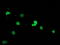 Ubiquitin Like Modifier Activating Enzyme 2 antibody, LS-B9990, Lifespan Biosciences, Immunofluorescence image 
