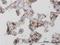 Mannose Receptor antibody, H00004360-M02, Novus Biologicals, Immunohistochemistry paraffin image 