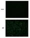 Japanese Encephalitis Virus antibody, PA5-32237, Invitrogen Antibodies, Immunofluorescence image 