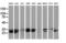 Pseudouridine 5'-Phosphatase antibody, M13748, Boster Biological Technology, Western Blot image 