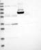 KRAB-A Domain Containing 1 antibody, NBP1-81365, Novus Biologicals, Western Blot image 