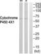 Cytochrome P450 4X1 antibody, abx015132, Abbexa, Western Blot image 