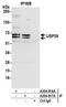 Inactive ubiquitin-specific peptidase 39 antibody, A304-816A, Bethyl Labs, Immunoprecipitation image 