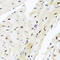 Zinc Finger And BTB Domain Containing 17 antibody, 23-600, ProSci, Immunohistochemistry paraffin image 