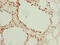 Galectin 12 antibody, CSB-PA846606LA01HU, Cusabio, Immunohistochemistry paraffin image 
