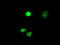 Mitogen-Activated Protein Kinase 1 antibody, LS-C114584, Lifespan Biosciences, Immunofluorescence image 