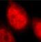 ATP-dependent RNA helicase A antibody, FNab02383, FineTest, Immunofluorescence image 