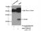 D-Aspartate Oxidase antibody, 13682-1-AP, Proteintech Group, Immunoprecipitation image 