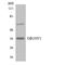 Olfactory Receptor Family 10 Subfamily V Member 1 antibody, LS-C200316, Lifespan Biosciences, Western Blot image 