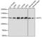 Extended Synaptotagmin 1 antibody, A15410, ABclonal Technology, Western Blot image 