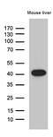 LIM Zinc Finger Domain Containing 2 antibody, M08256, Boster Biological Technology, Western Blot image 